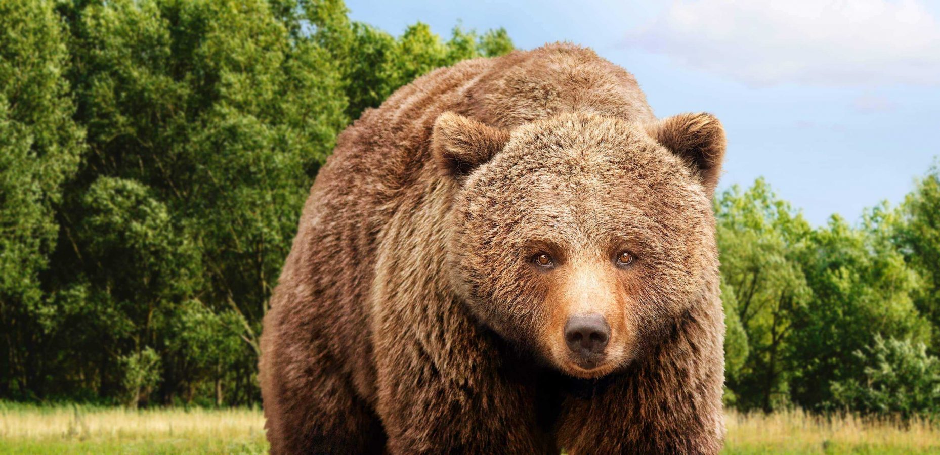 Ein Braunbär der für die Kampagne der Vier Pfoten zu Rettung von Bären steht